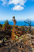 Burned Canary pine trees near a cliff. La Palma Island, Canary Islands, Spain.