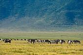 Steppenzebras, Equus quagga, beim Grasen im Ngorongoro-Krater. Ngorongoro-Krater, Tansania