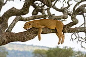 Eine Löwin, Panthera leo, ruht sich in einem Würstchenbaum, Kigalia africana, aus. Seronera, Serengeti-Nationalpark, Tansania