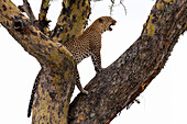 Ein Leopard, Panthera pardus, steht auf einem Baum. Seronera, Serengeti-Nationalpark, Tansania
