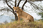 Eine Löwin, Panthera leo, sitzt und schaut in die Kamera. Seronera, Serengeti-Nationalpark, Tansania