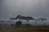 Ein Regensturm zieht über die Ebenen der Serengeti. Seronera, Serengeti-Nationalpark, Tansania