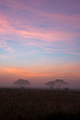 Sunrise over acacia trees. Seronera, Serengeti National Park, Tanzania
