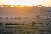 Ein männlicher Löwe, Panthera leo, im warmen Licht des Sonnenaufgangs. Ndutu, Ngorongoro-Schutzgebiet, Tansania