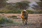 Ein männlicher Löwe, Panthera leo, patrouilliert bei Sonnenaufgang in seinem Revier. Ndutu, Ngorongoro-Schutzgebiet, Tansania