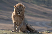 Porträt eines männlichen Löwen, Panthera leo, sitzend und in die Kamera blickend. Ndutu, Ngorongoro-Schutzgebiet, Tansania