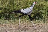 A secretary bird, Sagittarius serpentarius, running. Ndutu, Ngorongoro Conservation Area, Tanzania