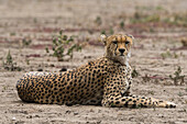 Ein Gepard, Acinonyx jubatus, beim Ruhen. Ndutu, Ngorongoro-Schutzgebiet, Tansania