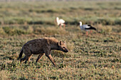 Eine Tüpfelhyäne, Crocuta crocuta, läuft in einer Ebene. Ndutu, Ngorongoro-Schutzgebiet, Tansania.