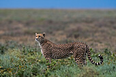 Porträt eines weiblichen Geparden, Acinonyx jubatus. Ndutu, Ngorongoro-Schutzgebiet, Tansania