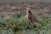 Porträt eines weiblichen Geparden, Acinonyx jubatus, der in die Kamera schaut. Ndutu, Ngorongoro-Naturschutzgebiet, Tansania