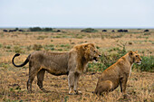 A lion couple, Panthera leo. Ndutu, Ngorongoro Conservation Area, Tanzania.