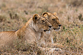 Two lions, Panthera leo, resting side by side. Ndutu, Ngorongoro Conservation Area, Tanzania.