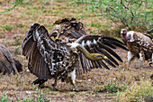 A white-backed vulture, Gyps africanus, on a carcass. Ndutu, Ngorongoro Conservation Area, Tanzania.