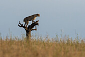 Ein Gepard, Acynonix jubatus, beobachtet die Savanne von einem toten Baum aus. Seronera, Serengeti-Nationalpark, Tansania