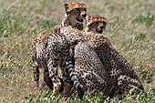 A female cheetah, cynonix jubatus, with its four cubs feeding. Seronera, Serengeti National Park, Tanzania