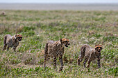 A cheetah, Acynonix jubatus, mother and cubs walking. Seronera, Serengeti National Park, Tanzania