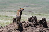 Ein weiblicher Gepard, Acynonix jubatus, auf einem Termitenhügel und mit Blick in die Kamera. Seronera, Serengeti-Nationalpark, Tansania