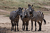 Portrait of three Burchell's Zebra, Equus Quagga Burchellii, looking at the camera. Seronera, Serengeti National Park, Tanzania