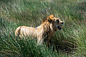 Ein männlicher Löwe, Panthera leo, im hohen grünen Gras. Seronera, Serengeti-Nationalpark, Tansania