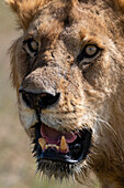 Nahaufnahme eines männlichen Löwen, Panthera leo. Seronera, Serengeti-Nationalpark, Tansania