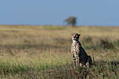 A cheetah, Acynonix jubatus, sitting and surveying the savannah. Seronera, Serengeti National Park, Tanzania