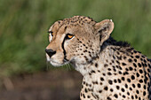 Portrait of a cheetah, Acynonix jubatus, hit by the late afternoon light. Seronera, Serengeti National Park, Tanzania