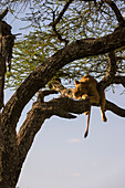 Eine Löwin, Panthera leo, schläft auf einem hohen Baum. Ndutu, Ngorongoro-Schutzgebiet, Tansania.