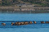 Migrating wildebeest, Chonnochaetes tautinus, crossing the lake Ndutu. Ndutu, Ngorongoro Conservation Area, Tanzania.
