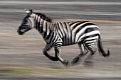 Schwenk über ein Burchell's Zebra, Equus Quagga Burchellii. Ndutu, Ngorongoro-Schutzgebiet, Tansania.