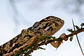 A flap-necked chameleon, Chamaeleo dilepis, on a branch. Ndutu, Ngorongoro Conservation Area, Tanzania.