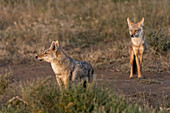 Zwei Goldschakale, Canis aureus. Ndutu, Ngorongoro-Schutzgebiet, Tansania.