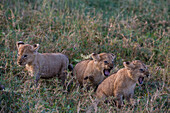 Three 45-50 days old lion cubs, Panthera leo, hiding in the grass. Ndutu, Ngorongoro Conservation Area, Tanzania.