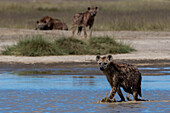 Tüpfelhyänen, Crocura crocuta, laufen im Wasser. Ndutu, Ngorongoro-Schutzgebiet, Tansania.