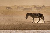 Burchell's Zebras, Equus Quagga Burchellii, walking in the dust. Ndutu, Ngorongoro Conservation Area, Tanzania.