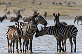 Burchell's Zebras, Equus Quagga Burchellii, im Hidden Valley See. Ndutu, Ngorongoro-Schutzgebiet, Tansania.