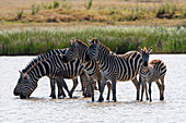 Burchell's Zebras, Equus Quagga Burchellii, und Fohlen im Hidden Valley See. Ndutu, Ngorongoro-Schutzgebiet, Tansania.