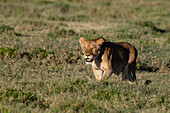 A lioness, Panthera leo, ready to attack. Ndutu, Ngorongoro Conservation Area, Tanzania.