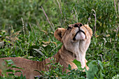 A lioness, Panthera leo, resting on grass and looking up. Ndutu, Ngorongoro Conservation Area, Tanzania.