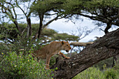 A lioness, Panthera leo, climbing a tree. Ndutu, Ngorongoro Conservation Area, Tanzania.