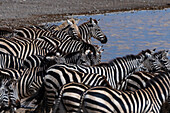 Seltenes amelanistisches Zebra (Equus quagga) im Hidden Valley, Ndutu, Ngorongoro Conservation Area, Serengeti, Tansania.