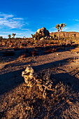 Desert landscape and vegetation in Joshua Tree National Park. Joshua Tree National Park, California, USA