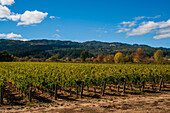 Gentle low mountains provide a backdrop for rows of grape vines in a Napa Valley vineyard. Napa Valley, California.