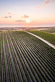 Vermentino wineyards near Sorso village, Sassari Province, Sardegna, Italy