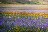 Castelluccio di Norcia landscape with flowers. Abruzzo, Italy.