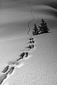 Nach starkem Schneefall auf der Alpe Prendèra, Dolomiten, Provinz Belluno, Venetien, Italien, Europa, verlieren sich die Fußspuren des Hasen am Horizont