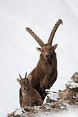 Livigno,Lombardy,Italy. Capra ibex