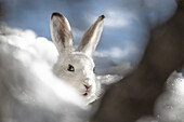 Nationalpark Stelvio, Lombardei, Italien. Hase, Lepus timidus