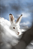 Stilfserjoch-Nationalpark, Lombardei, Italien. Hase, Lepus timidus