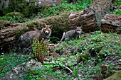 Park Orobie Valtellina, Lombardei, Italien. Volpe rossa, Rotfuchs, Vulpes vulpes